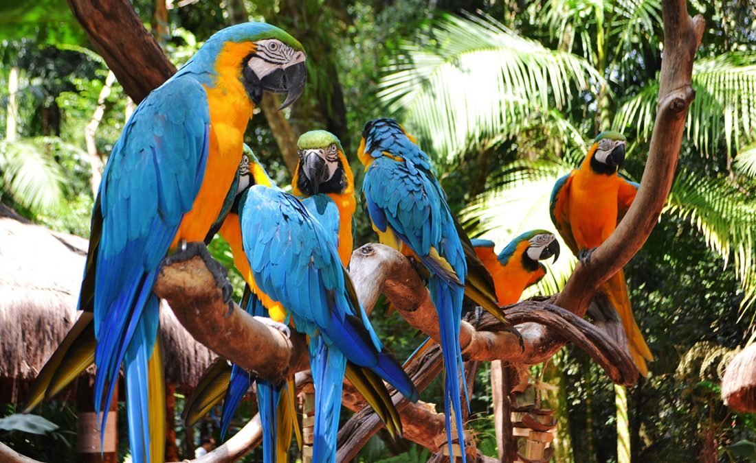 parque de aves Brasil